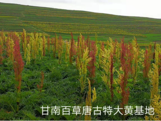 集團(tuán)全力助推甘肅甘南藏族自治州合作市委托招商引資，搶占發(fā)展先機(jī)壯大高原支柱產(chǎn)業(yè)