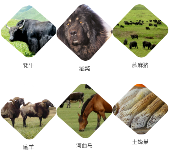 【甘南政府招商推介】立足生態(tài)優(yōu)勢，推動綠色發(fā)展，打造青藏高原上的生態(tài)文明高地